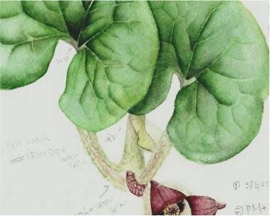 結合「植物科學觀察」、「繪畫技巧」以及「美感」的植物繪畫