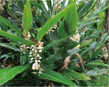 用春季植物居家保健、養氣補身